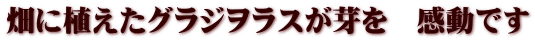 畑に植えたグラジヲラスが芽を　感動です
